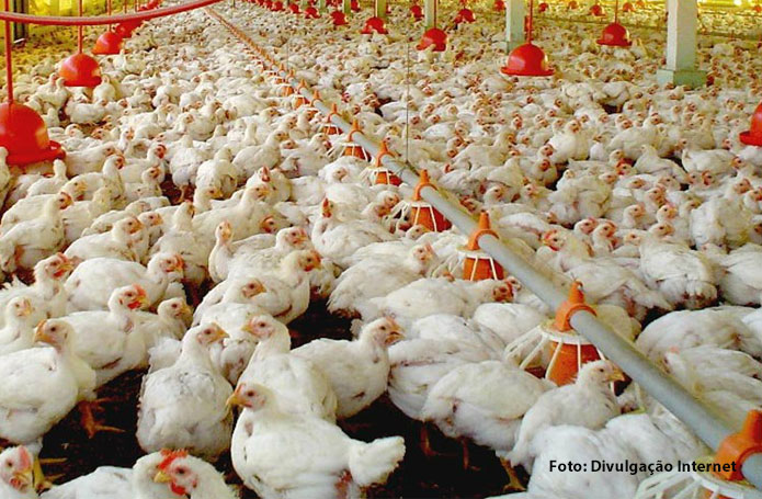Nota do Conselho Internacional da Avicultura sobre Covid-19 e Segurança e Comércio de Carne de Aves