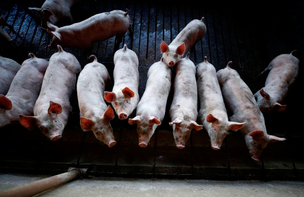 Exportação de carne suína do Brasil cresce 48% em julho com impulso da Ásia
